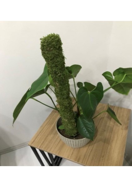 Bitki Destek Çubuğu (Yosun SOPASI)100CM modelleri