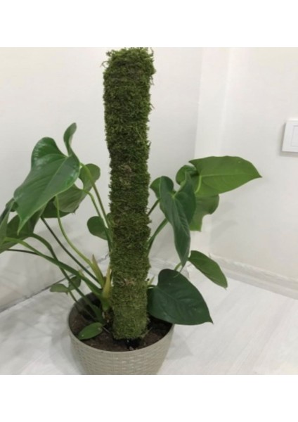 Bitkidestek Çubuğu (Yosun Sopası) 60CM