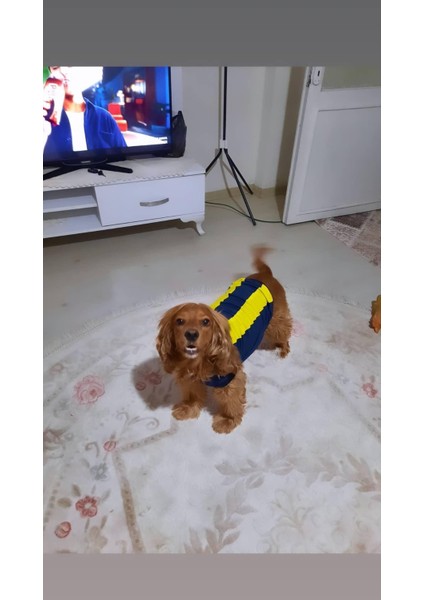 Sosyal Patiler Sarı Lacivert Köpek Forması