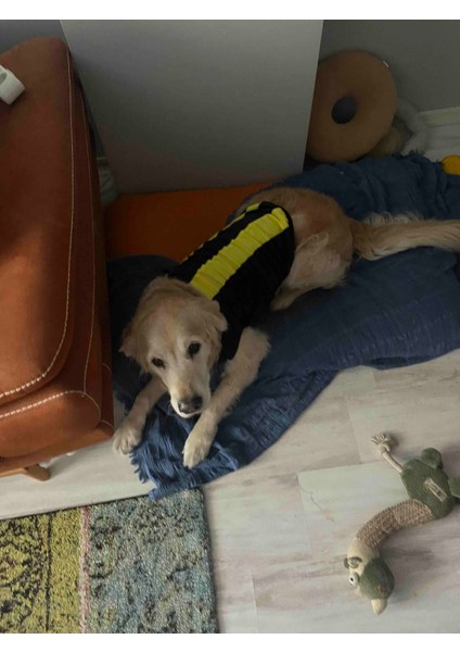 Sosyal Patiler Sarı Lacivert Köpek Forması