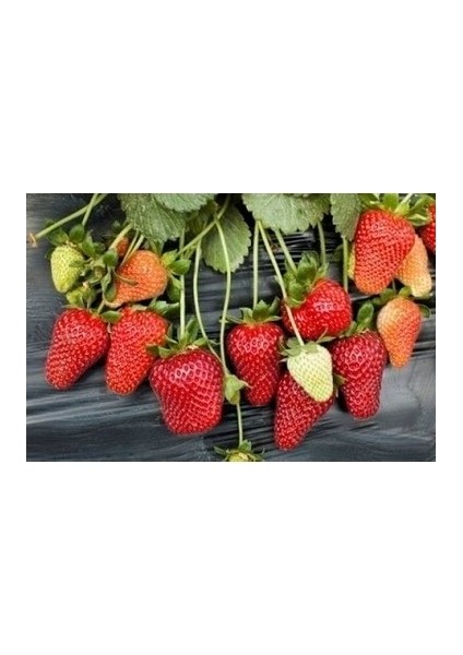 70 Adet Monterey Açık Köklü Frigo Taze Yediveren Çilek Fidanı Fidesi