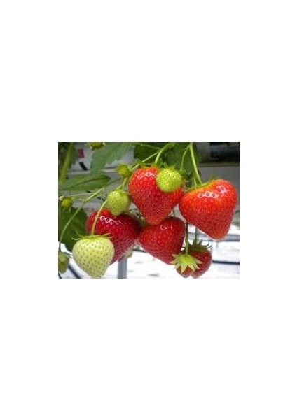 75 Adet Camuruel Açık Köklü Frigo Taze Yediveren Çilek Fidanı Fidesi