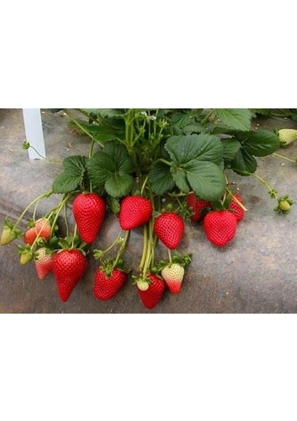 20 Adet Sweet Charlie Açık Köklü Frigo Taze Yediveren Çilek Fidanı Fidesi