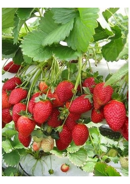 20 Adet Albion Açık Köklü Frigo Taze Yediveren Çilek Fidanı Fidesi