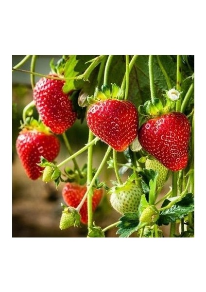 70 Adet Rubigen Açık Köklü Frigo Taze Yediveren Çilek Fidanı Fidesi