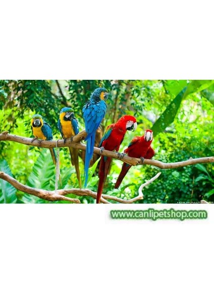 Doğal Dal Tünek Sarmaşık 37,5 cm Kalın Bütün Kafes Kuşları Için modelleri