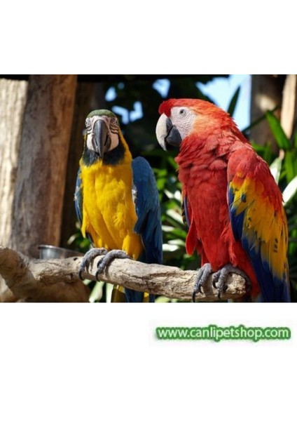 Doğal Dal Tünek Sarmaşık 37,5 cm Kalın Bütün Kafes Kuşları Için indirimleri