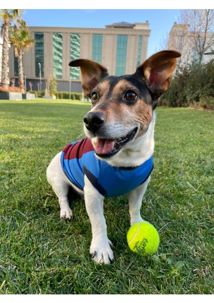 Bordo Mavi Köpek Forması