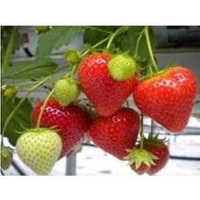 Ada Tarım 30 Adet Camuruel Açık Köklü Frigo Taze Yediveren Çilek Fidanı Fidesi