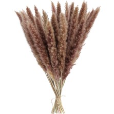 Vonluxe 15X Kurutulmuş Çim Phragmites Sazlık Çiçek Demet Dekor  Doğal (Yurt Dışından)