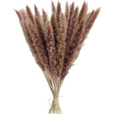 Vonluxe 15X Kurutulmuş Çim Phragmites Sazlık Çiçek Demet Dekor  Doğal (Yurt Dışından)