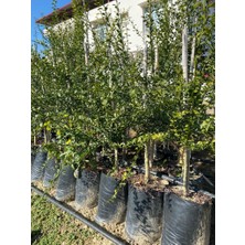 Fidanlıdan Tüplü Finger Lime Sarı Havyar Limon Fidanı