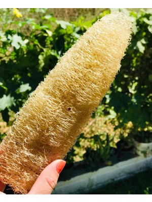 Bahçemden Köy Ürünleri Kabak Lifi Hamam Kesesi 20-30 cm