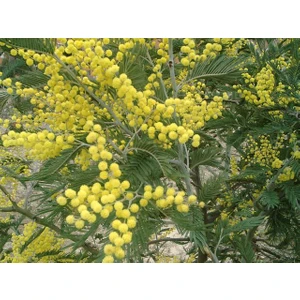 Acacia Dealbata Ada Mimoza Fidanı 60-80 cm