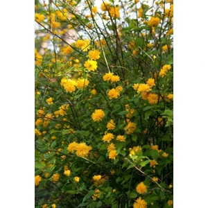 Yediveren Kanarya Gülü Fidanı Sarı Renk  60-80 cm Golden Guinea