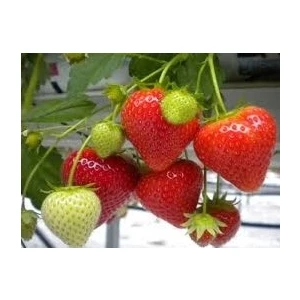 Ada Tarım 30 Adet Camuruel Açık Köklü Frigo Taze Yediveren Çilek Fidanı Fidesi