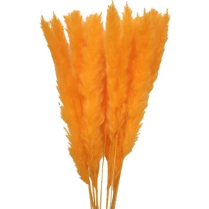 15X Doğal Kurutulmuş Pampas Çim Kamış Vazo Dekorasyonu Için Çiçekler Bunch Boho Turuncu (Yurt Dışından)