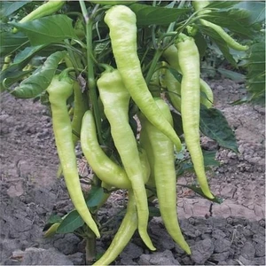 Karahasanoğlu Tarım Yerli Ata Tohumu Çarliston Biber 100 Adet