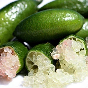Tüplü Finger Lime Yeşil Havyar Limon Fidanı