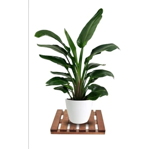 Apak Ahşap Tekerleksiz Ahşap Saksı Altlığı Damacana Tüp Saksı Sehpası 30X30 cm Tekerleksiz Saksı Damacana Altlıgı
