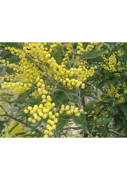 Acacia Dealbata Ada Mimoza Fidanı 60-80 cm