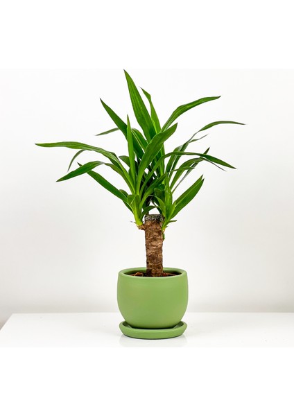 Yuka (Yucca Massengena) Tek Gövdeli- Curvy Mint Yeşili Saksılı