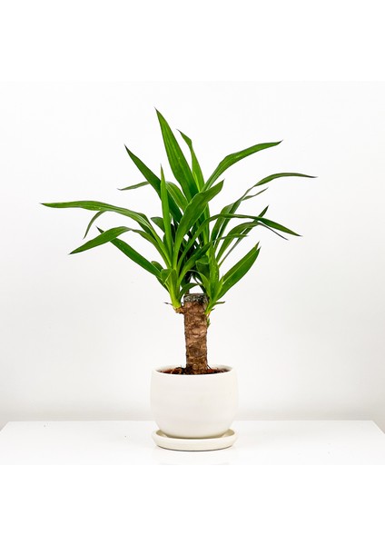 Yuka (Yucca Massengena) Tek Gövdeli- Curvy Beyaz Saksılı