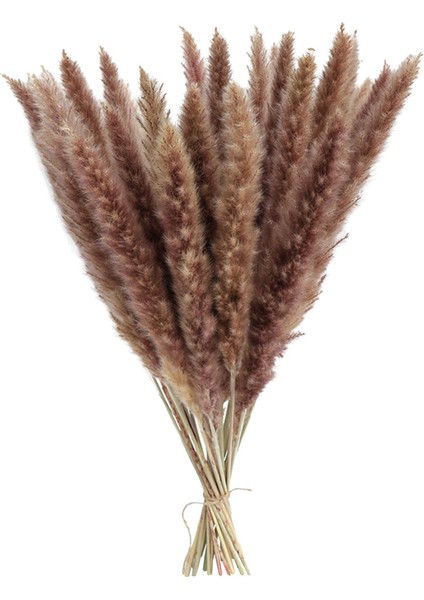 15X Kurutulmuş Çim Phragmites Sazlık Çiçek Demet Dekor Doğal (Yurt Dışından)