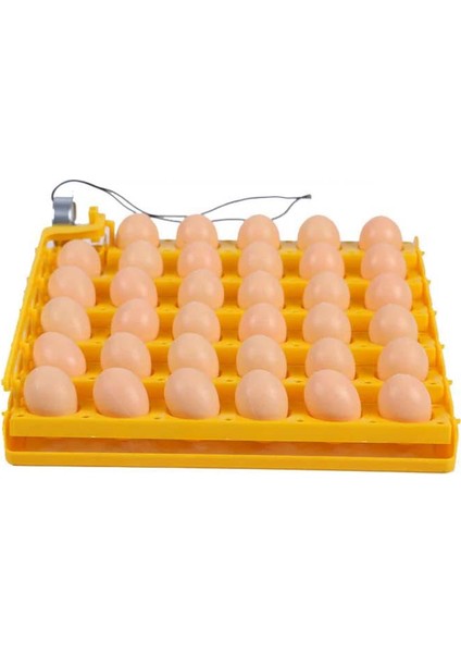 35 Li Motorlu Gelişim Viyolu 1/240 Rpm