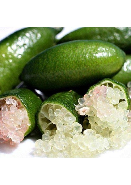 Tüplü Finger Lime Yeşil Havyar Limon Fidanı