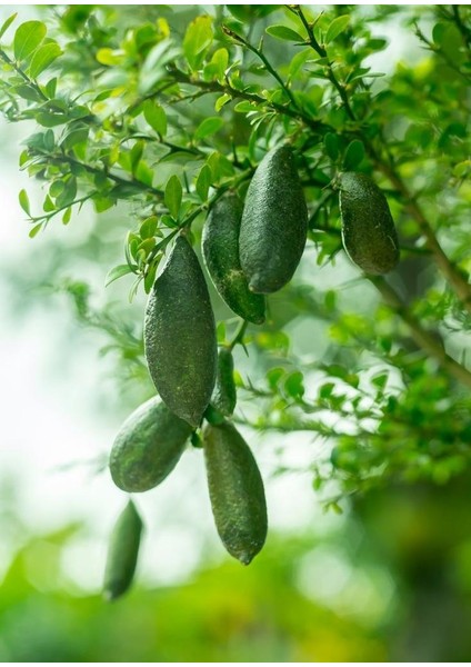 Tüplü Finger Lime Yeşil Havyar Limon Fidanı