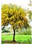 Acacia Dealbata Ada Mimoza Fidanı 60-80 cm 2