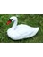 2x Tam Boy Beyaz Swan Decoy Avcılık ve Balıkçılık Yüzen Kuğu Kuş Dekoru (Yurt Dışından) 2