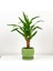 Yuka (Yucca Massengena) Tek Gövdeli- Curvy Mint Yeşili Saksılı 1