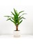 Yuka (Yucca Massengena) Tek Gövdeli- Curvy Beyaz Saksılı 1