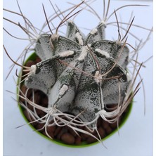 Pagoda Astrophytum Capricorne--8,5 cm Saksı-- Ref 12D/21