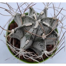 Pagoda Astrophytum Capricorne--8,5 cm Saksı-- Ref 12D/21