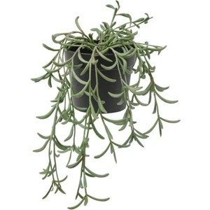 IKEA Fejka Senecio Radicans 9 cm Yapay Bitki