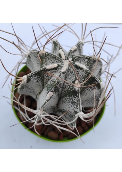 Astrophytum Capricorne--8,5 cm Saksı-- Ref 12D/21