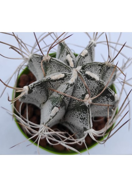 Astrophytum Capricorne--8,5 cm Saksı-- Ref 12D/21