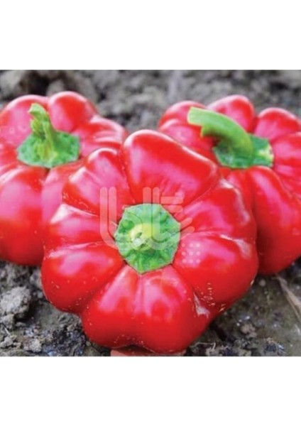 Yerli Ata Tohumu Domates Biberi 50 Adet