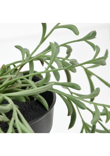 Fejka Senecio Radicans 9 cm Yapay Bitki