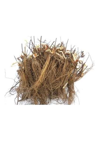 20 Adet Rubigen Açık Köklü Frigo Taze Yediveren Çilek Fidanı Fidesi fiyatları