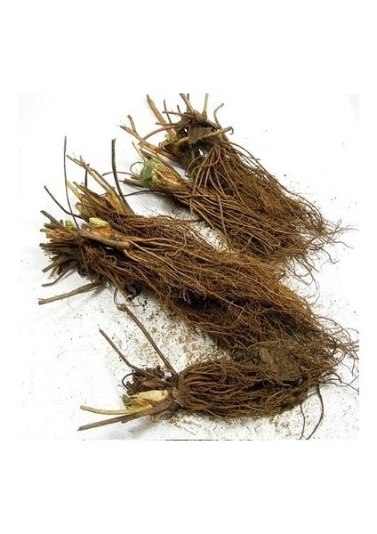 20 Adet Rubigen Açık Köklü Frigo Taze Yediveren Çilek Fidanı Fidesi modelleri