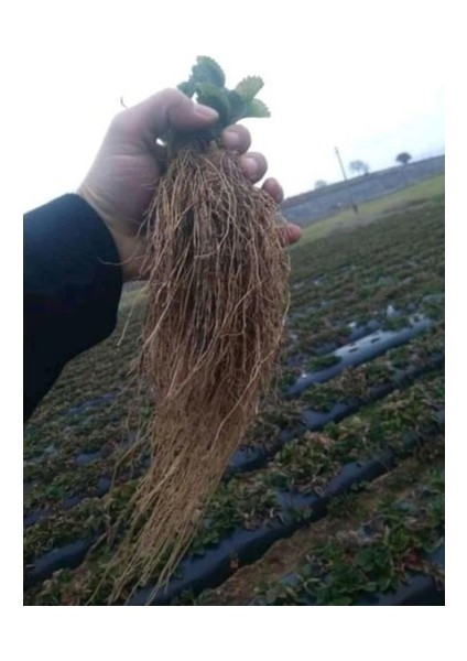 20 Adet Rubigen Açık Köklü Frigo Taze Yediveren Çilek Fidanı Fidesi indirimleri