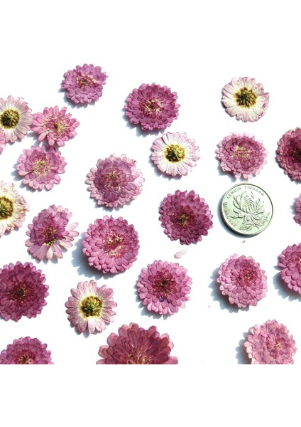 10X Preslenmiş Gerçek Kurutulmuş Çiçek (Yurt Dışından)