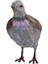 Tüylü Turtledove Simülasyon Turtledove Heykel Için Sundurma Masa Süsleri 21X16CM (Yurt Dışından) 2