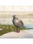 Tüylü Turtledove Simülasyon Turtledove Heykel Için Sundurma Masa Süsleri 21X16CM (Yurt Dışından) 4