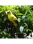 Macaw Papağan Yard Oyuncak Yapay Kuş Heykelcik Sarı (Yurt Dışından) 3