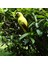 Macaw Papağan Yard Oyuncak Yapay Kuş Heykelcik Sarı (Yurt Dışından) 4